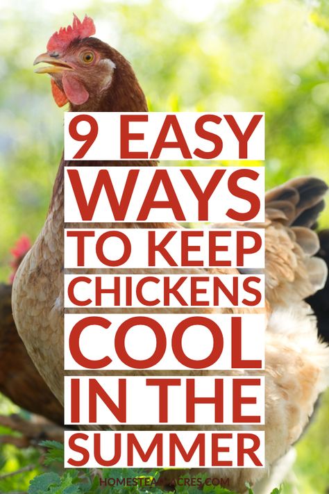 How To Keep Chickens, Chicken Flock, Summer Chicken, Backyard Chicken Coop Plans, Chicken Keeping, Diy Chicken Coop Plans, Backyard Chicken Farming, Chicken Health, Coop Design