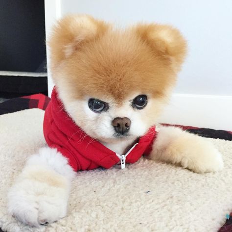 boo Boo The Cutest Dog, Pomeranian Boo, Boo And Buddy, Pomeranian Spitz, World Cutest Dog, Boo The Dog, In Love With Him, Lovely Eyes, Pomeranian Dog