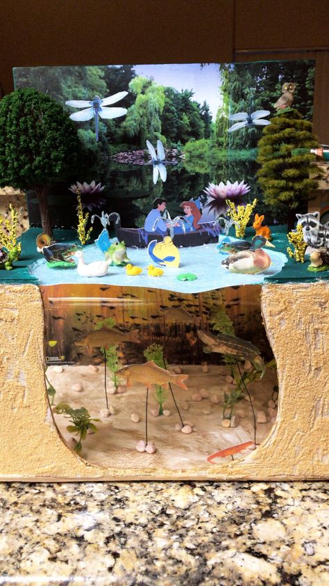 Biodiversity School Project, Freshwater Biome Shoebox Project, Taiga Biome Diorama, Wetland Ecosystem Project, Lake Diorama Project, Pond Ecosystem Project, Freshwater Diorama, Otter Diorama, Crocodile Diorama