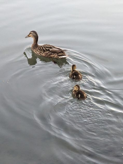 Ducks swimming in gray water, ripples on the surface. Ducks Swimming, Duck Swimming, Wild Ducks, Wild Duck, Art Study, Water Ripples, Art Studies, Art Class, Art Classes