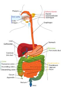 Top 5 Ehlers-Danlos Hypermobility Considerations: Digestive Health Alimentary Canal Diagram, Autonomic Nervous System Dysfunction, Herbal Colon Cleanse, Human Digestive System, Clean Colon, Natural Colon Cleanse, Autonomic Nervous System, Irritable Bowel, Colon Cleanse