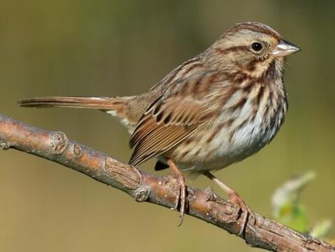 Song Sparrow, Sparrow Bird, Sparrows, All Birds, Backyard Birds, Bird Species, Bird Watching, Pacific Northwest, Beautiful Birds