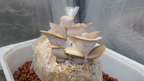 Grow Mushrooms At Home, Grow Mushrooms, Growing Mushrooms At Home, Mushrooms Growing, Mushroom Spores, Mushroom Growing, Mushroom Cultivation, Garden Mushrooms, Fresh Oysters