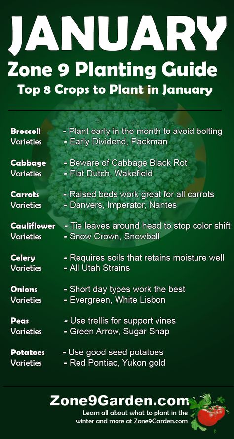 Zone 9 January Planting Guide | Vegetable Garden Blog Plot Planner, Vegetable Planting Guide, Zone 9b, Broccoli Plant, Vegetable Garden Planner, Winter Vegetables Gardening, Planting Guide, Garden Layout Vegetable, Gardening Zones