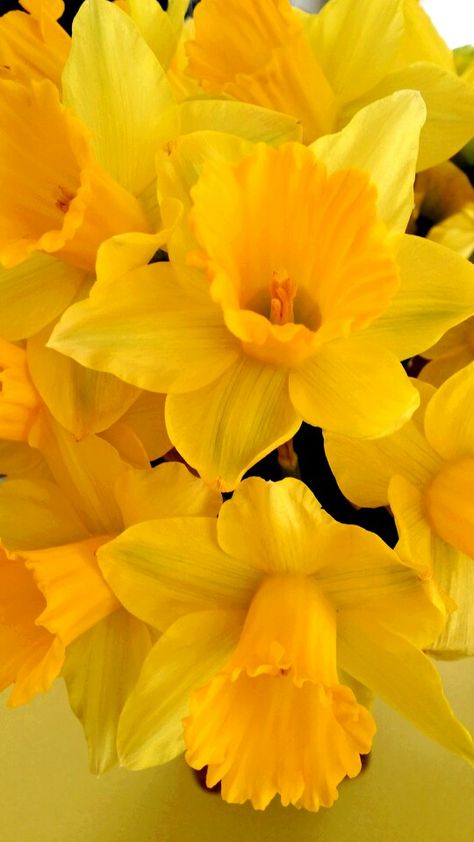 Daffodil Photography, Daffodil Color, Yellow Photography, Rose Flower Wallpaper, Yellow Daffodils, Daffodil Flower, Florist Shop, Beautiful Flowers Wallpapers, Yellow Aesthetic