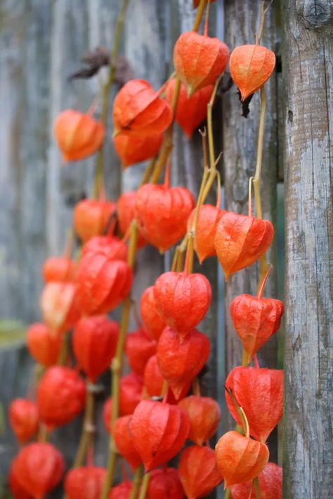 Wallpaper Plants Aesthetic, Aesthetic Plant Wallpaper, Garden Fruit Trees, Chinese Lantern Plant, Tomatillo Plant, Lantern Plant, Chinese Lanterns Plant, Cherry Plant, Fruit Tree Garden