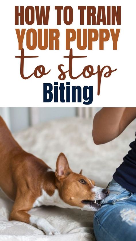 How To Stop A Dog From Biting, How To Get Your Dog To Stop Nipping, Dog Biting Hand, Stop Dog From Biting, Dog Biting Training, Puppy Tips, Train Your Puppy, Service Dog Training, Puppy Biting