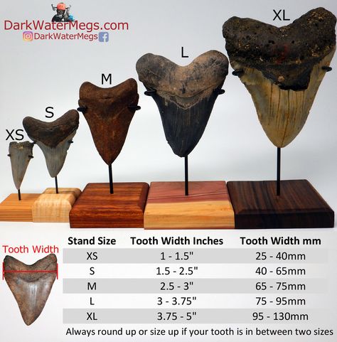 Meg Shark, Megalodon Shark, Megalodon Tooth, Fossil Teeth, Shark Tooth, Display Cases, Great White, Shark Teeth, White Teeth