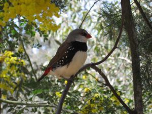 Tips for designing and establishing habitat to attract birds to your garden - water sources, shelter, feeding, protection from predators and suitable plants Garden Ideas Australia, Backyard Habitat, Gardening Australia, Sustainable Homestead, Habitat Garden, Homestead Ideas, Sustainable Gardening, Insect Hotel, Australian Garden