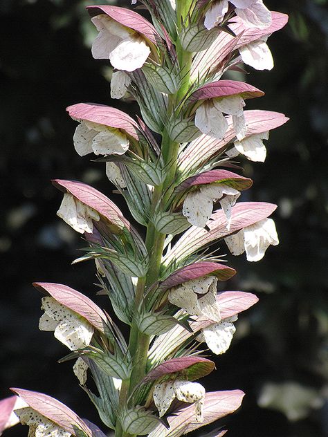 Click to view a full-size photo of Hungarian Bear's Breeches (Acanthus hungaricus) at Meadows Farms Nurseries Acanthus Hungaricus, Low Water Gardening, Farm Nursery, Full Size Photo, Attracting Bees, Low Maintenance Plants, Types Of Soil, Flower Bud, Small Plants