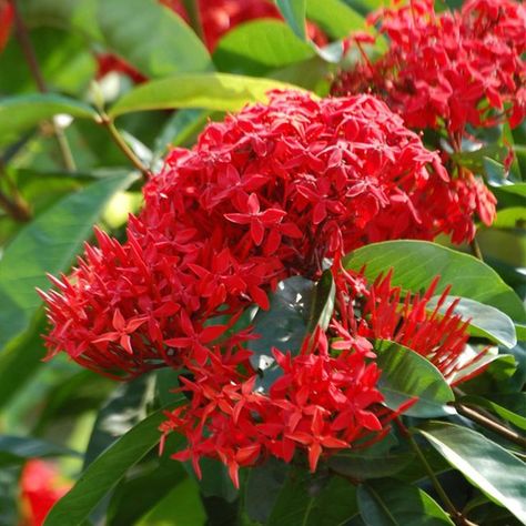 Ixora coccinea (Flame of the Woods) is a sub-tropical compact hedge or shrub with glossy, vivid green foliage. It is also known as jungle geranium for its deep orange-red blooms which are set in clusters. It is ideal for hedges, screens or mass planted for abundant colour during Spring and Summer. It likes full sun to part shade. It grows to 1m-2m high with a similar width. Jungle Geranium, Ixora Coccinea, Titan Arum, Jasminum Sambac, White Carnation, Red Lily, Red Carnation, National Flower, Rare Flowers