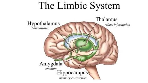 Limbic System – Teen Brain Talk Brain Parts, Basal Ganglia, Occipital Lobe, Cerebral Cortex, Brain Structure, Limbic System, Brain Anatomy, Brain Stem, The Human Brain