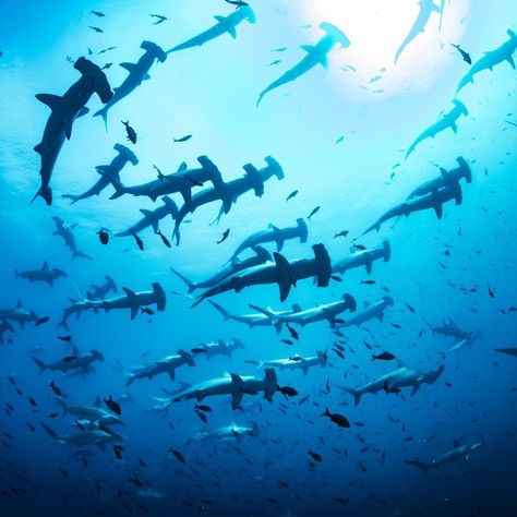 A SWARM OF SHARKS: Photographer Kimberly Jeffries was scuba diving in the Galápagos Islands when dozens of scalloped hammerhead sharks began swimming above her. NATIONAL GEOGRAPHIC YOUR SHOT. In The Ocean, Sealife, Sharks, National Geographic, The Ocean, Swimming, Fish, Photography, Animals