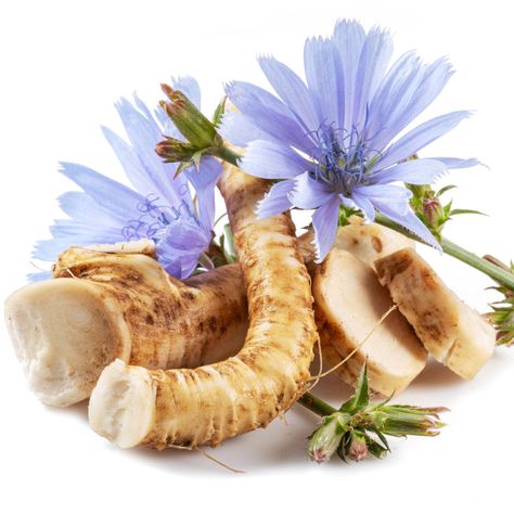 Chicory Root: Prebiotic and Digestive Health Benefits Harvesting Herbs, Chicory Root, Relieve Constipation, Wild Harvest, Healthy Bacteria, Digestion Problems, Herbal Medicine, Natural Environment, Digestive Health