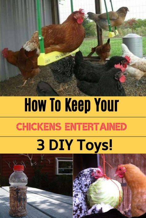 Chicken Toys Diy, Diy Chicken Toys, Raising Chicks, Baby Chicken, Types Of Chickens, Chicken Toys, Urban Chickens, Chicken Health, Raising Backyard Chickens