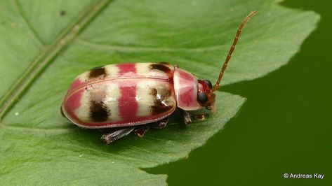 Weird Bugs, Leaf Beetle, Flea Beetles, Garden Bugs, Beetle Bug, Beautiful Bugs, Crustaceans, Arachnids, Beetles