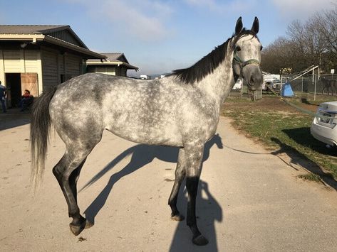 Top 80 Best Names for Grey Horses Gelding Horse Names, Light Dapple Grey Horse, Throughbred Horses, Dapple Grey Arabian Horse, Dapple Grey Akhal Teke, Grey Thoroughbred, Best Names, Horse For Sale, Grey Horses