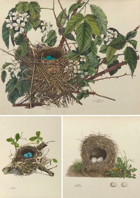 Over 25 Free Vintage Bird Printable Images | Remodelaholic.com #art #free #printable Bird Printables, Birds Nests, Free Vintage Printables, Free Printable Wall Art, Free Printable Art, Printable Images, Vintage Bird, Images Vintage, Vintage Birds