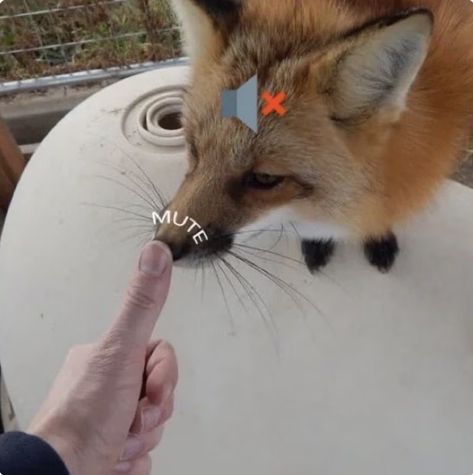 Silly Fox, Fox Memes, Wildlife Biologist, Cat Nose, Fox Pictures, Very Cute Dogs, Funny Animal Photos, Pet Fox, Silly Animals