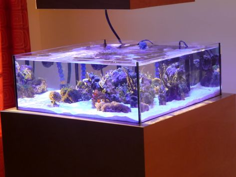 Klein Aquarium, Saltwater Tank Setup, 100 Gallon Saltwater Aquarium, Seahorse Tank, Reef Tank Design, 20 Gallon Reef Tank, Saltwater Aquarium Setup, Aquarium Sump, Lagoon Reef Tank