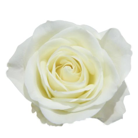 The smooth, silky white color of the Tibet rose is a stunner. They open into a large bloom. These have perfectly shaped, classic petals that are a silky-smooth. Tibet Rose, Classic Bridal Bouquet, Beautiful Farm, Farm Fresh, Tibet, White Rose, Ecuador, Bridal Bouquet, The Sky