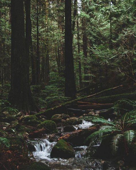 Dark Forest Aesthetic, Forest Aesthetic, Dark Green Aesthetic, Fantasy Forest, Pretty Landscapes, Beautiful Landscape Wallpaper, Magical Forest, Dark Forest, Nature Aesthetic