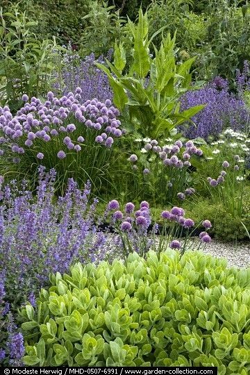 Allium Schoenoprasum, Purple Petals, Oswald Chambers, English Gardens, Green Inspiration, Purple Garden, Have Inspiration, Garden Borders, Gorgeous Gardens