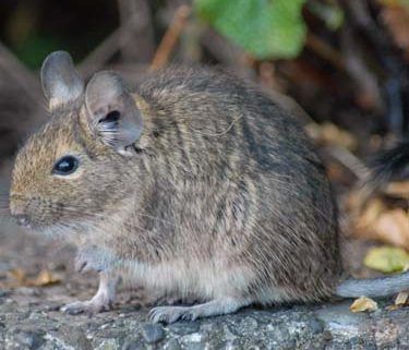 Wood Rat, Roof Rats, Pack Rat, North American Animals, Tawny Brown, Rat Pack, Rodents, Pest Control, Rats