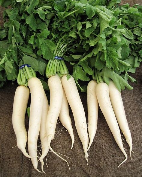 20 Types of Radishes For Containers | Best Radish Varieties French Breakfast Radish, Growing Radishes, Paleo Diet Food List, Wasabi Peas, Red Roots, Daikon Radish, Sistem Pencernaan, Watermelon Radish, Farm Shop