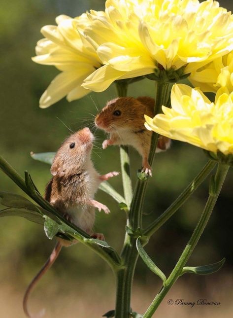 Field Mice In Flowers, Mouse On Flower, Mouse Holding Flower, Meadow Animals, Mouse With Flower, Field Mice, Good Morning Animals, Harvest Mouse, Field Mouse