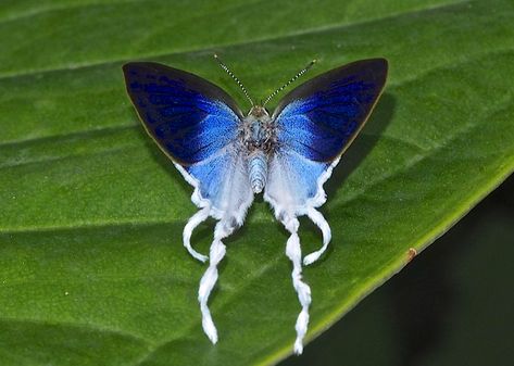 Flies Aesthetic, Cool Moths, Fuzzy Moth, Fluffy Moths, Pretty Insects, Pretty Bugs, Horses Funny, Cool Butterfly, Cute Bugs