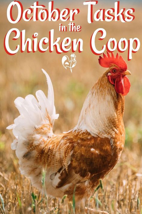 Molting Chickens, Chickens In The Winter, Chicken Pumpkin, Chicken Care, How To Raise Chickens, Backyard Chicken Farming, Chicken Life, Raise Chickens, Chicken Health