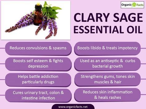 18 Amazing Benefits of #ClarySage Essential Oil | Organic Facts https://www.organicfacts.net/health-benefits/essential-oils/health-benefits-of-clary-sage-essential-oil.html #wonderfulscents #selfcare wonderfulscents.com Clary Sage Essential Oil Benefits, Sage Essential Oil Benefits, Essential Oils For Labor, Are Essential Oils Safe, Clary Sage Oil, Essential Oils For Headaches, Clary Sage Essential Oil, Essential Oils Health, Sage Essential Oil