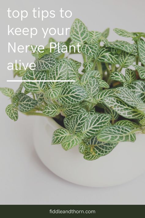 How To Propagate Nerve Plant, Silver Nerve Plant, Vega Nerve, Pink Nerve Plant Care, Nerve Plant Aesthetic, Afferent And Efferent Nerves, Indoor Plant Care Guide, Nerve Plant, Indoor Plant Care