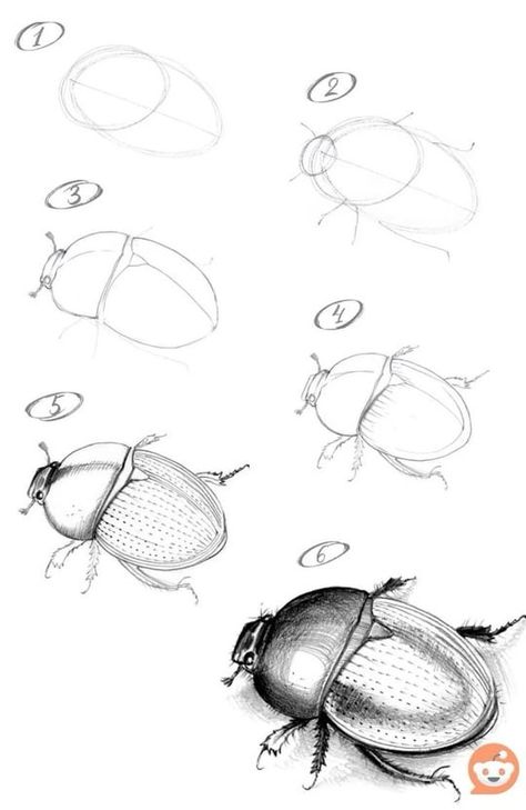 Insect Art Projects, Bugs Drawing, Realistic Animal Drawings, Basic Sketching, Flower Drawing Tutorials, Animal Drawings Sketches, Nature Sketch, Bug Art, Insect Art