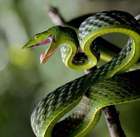 Vine Snake, Snake Facts, Snake Photos, Cool Snakes, Wild Animals Pictures, Cute Snake, Cute Reptiles, Snake Art, Beautiful Snakes