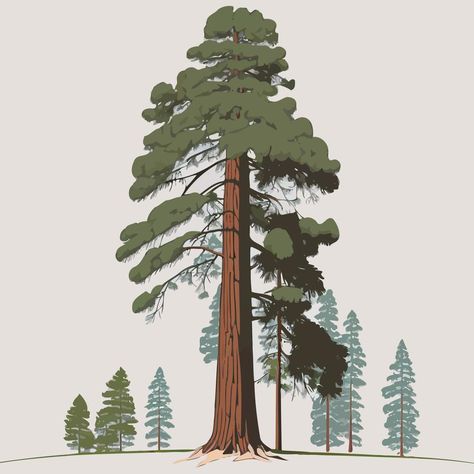 adult giant sequoia tree Redwood Tree Drawing Simple, Sequoia Tree Illustration, Redwood Tree Illustration, Tree House Sketch, Sequoia Tree Tattoo, Redwood Landscaping, Red Woods, California Forest, Tree Drawing Simple