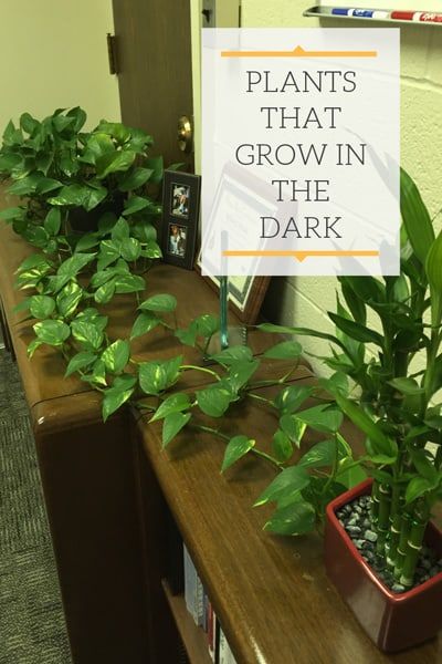 Indoor Plants For Dark Spaces, Dark Shower With Plants, Plants That Like Dark Rooms, Plants For Dark Spaces, Plants That Grow In The Dark, Plants For Dark Bathroom, Plant Arrangements Indoor Living Rooms, Dark Bathroom Plants, Dark House Plants