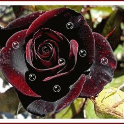 http://s7.images.www.tvn.hu/2012/06/21/14/23/www.tvn.hu_6b7153997ee513b647576a69f1a00a48.gif Black Magic Roses, Magic Rose, Rose Foto, Hybrid Tea Rose, Gothic Garden, Belle Rose, Hybrid Tea Roses, Rose Bush, Love Rose