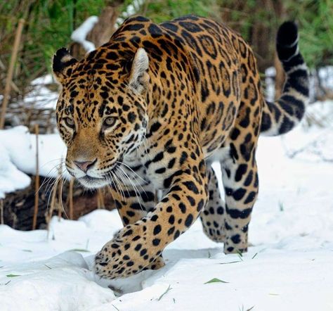 Here kitty kitty Jaguar Drawing, Black Jaguar Animal, Wild Cat Species, Tiger Photography, Jaguar Leopard, Here Kitty Kitty, Jaguar Animal, Our Father Who Art In Heaven, Amur Leopard