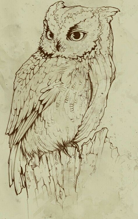 Owl Feet Drawing, Owl Tattoo For Women, Owl Sketch, Drawing Bird, Owl Black, Wood Burning Patterns Stencil, Owl Drawing, Pyrography Patterns, Owl Artwork