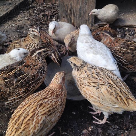 Japanese Quail, Quail Pen, Heritage Chickens, Coturnix Quail, Caring For Animals, Raising Quail, Dystopian World, Meat Rabbits, Indoor Rabbit