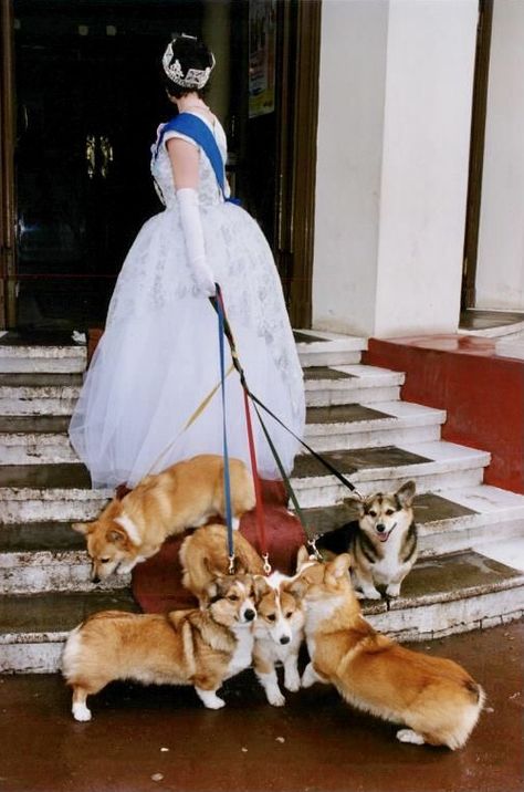 Queen Elizabeth Corgi, Corgi Queen, Princesa Margaret, Queen Elizabeth Photos, Corgi Dog Breed, Welsh Corgi Pembroke, Rainha Elizabeth Ii, English Royal Family, Royal Family England