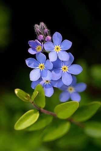 Plant Tattoo, Little Flowers, Forget Me Not, Flowers Nature, Beautiful Blooms, Flower Pictures, Love Flowers, Amazing Flowers, Flowers Photography