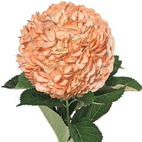 Amazon.com: Farm Fresh Natural Painted Orange Hydrangeas - Pack 26 : Grocery & Gourmet Food Orange Farm, Hydrangea Care, Fresh Cut Flowers, Blue Hydrangea, Fresh Cut, Nature Paintings, Flower Market, Farm Fresh, Cut Flowers