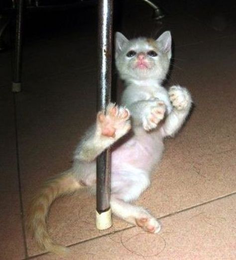 Dancing Cat, Cat Pictures, Funny Cat Pictures, Pole Dancing, Funny Cat, Dancing, Funny