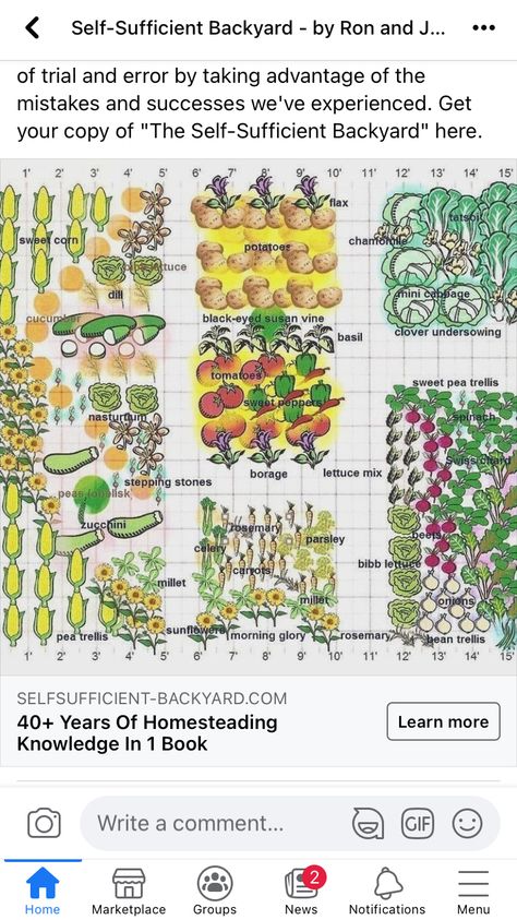 Bean Trellis, Black Eyed Susan Vine, Pea Trellis, Chicken Coop Garden, Garden Hacks Diy, Landscape Design Plans, Garden Help, Veg Garden, School Garden