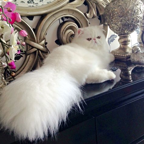 Royal Cat Aesthetic, Cute Cat White, Royal Cat, Cutest Animals On Earth, Exotic Shorthair Cat, Cat Obsession, Persian Kittens, Exotic Shorthair, Fancy Cats