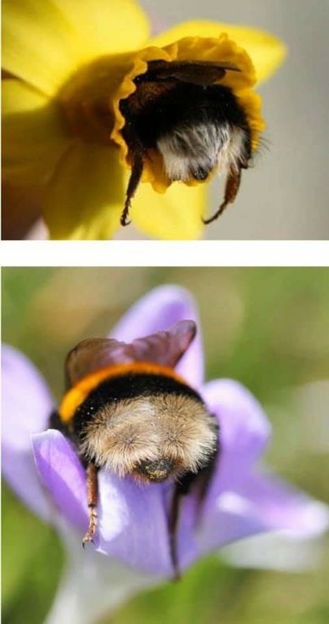 Honey Bee Butts, Bumble Bee Butts, Bee Aethstetic, Bee Farm Aesthetic, Funny Bees, Fluffy Bee, Bee Butts, Bee Aesthetic, Funny Animal Pics