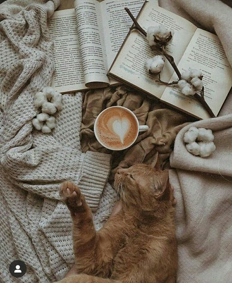 Cats Orange, Cat Beautiful, Fall Mood Board, Bookstagram Inspiration, Warrior Cat Oc, Pretty Cat, I Love Cats, Cat Reading, Cute Little Kittens